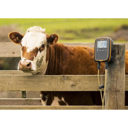 Djurvägning med Gallagher W0 vågdisplay ansluten till Animal Performance mobilapp
