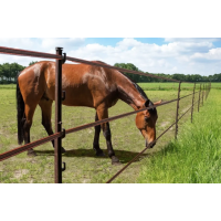 Elstängsel & Avskräckning – Kvalitet från Gallagher | Lantliv i Kuggeboda